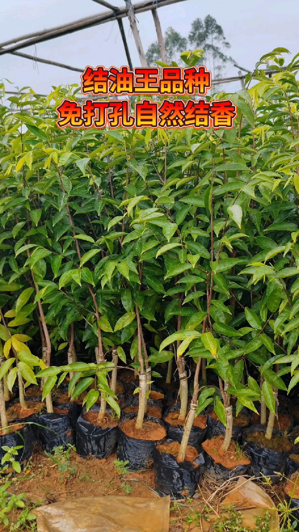 世上最名贵的植物,它就是奇楠沉香树.