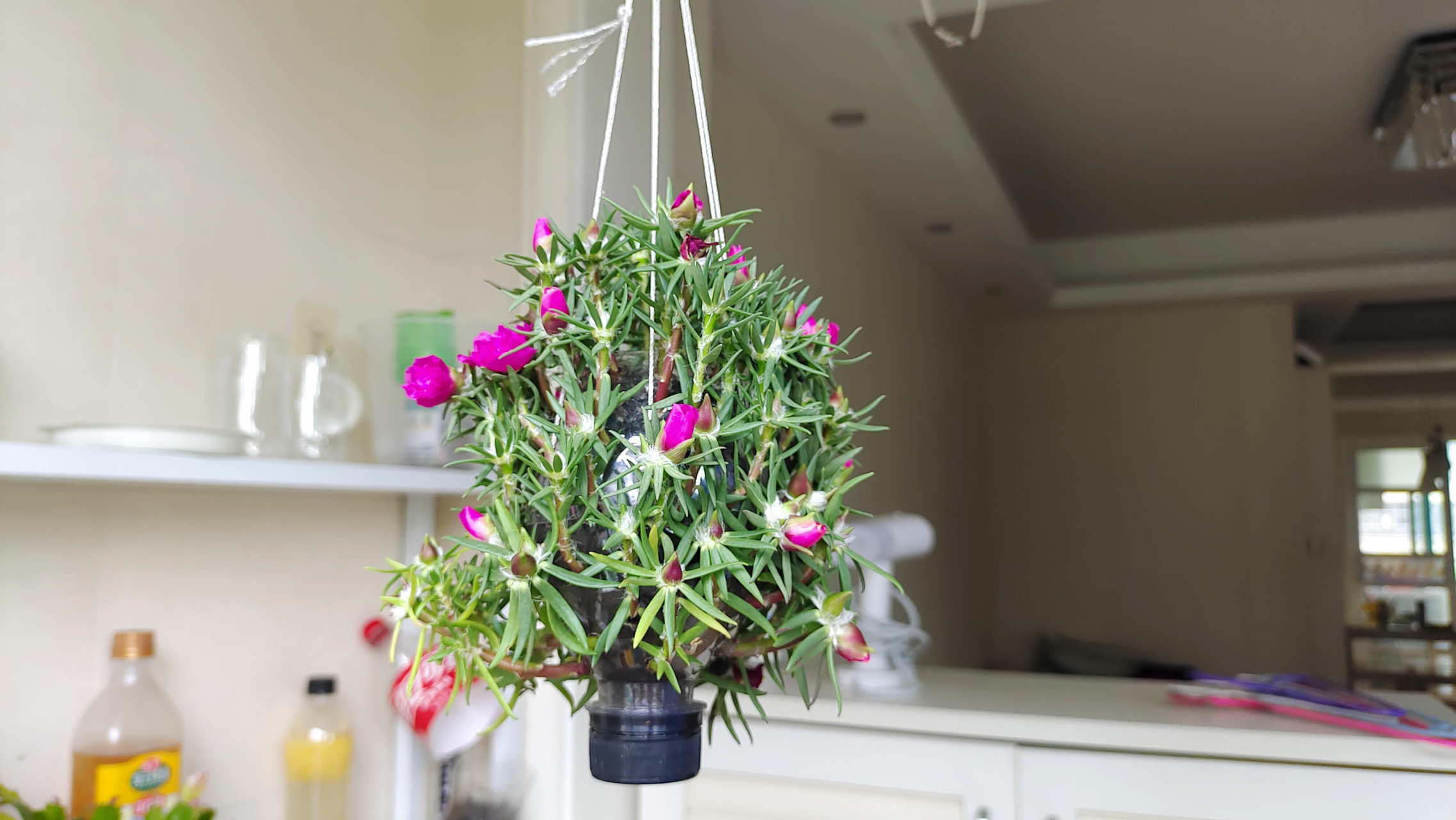 还有比我这还丑的太阳花花球吗?