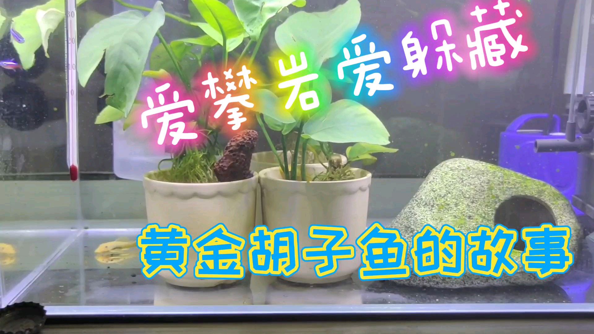黄金胡子鱼有没有在鱼缸失踪的经历?来看看我与胡子鱼的故事吧