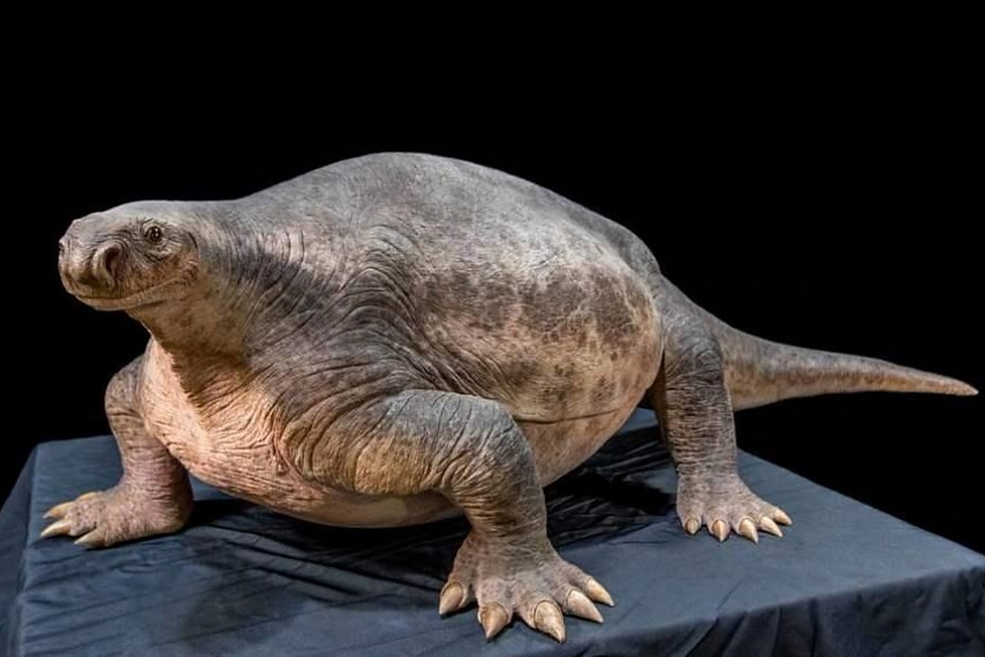 远古生物探秘——杯鼻龙 杯鼻龙是二叠纪最具代表性的动物.