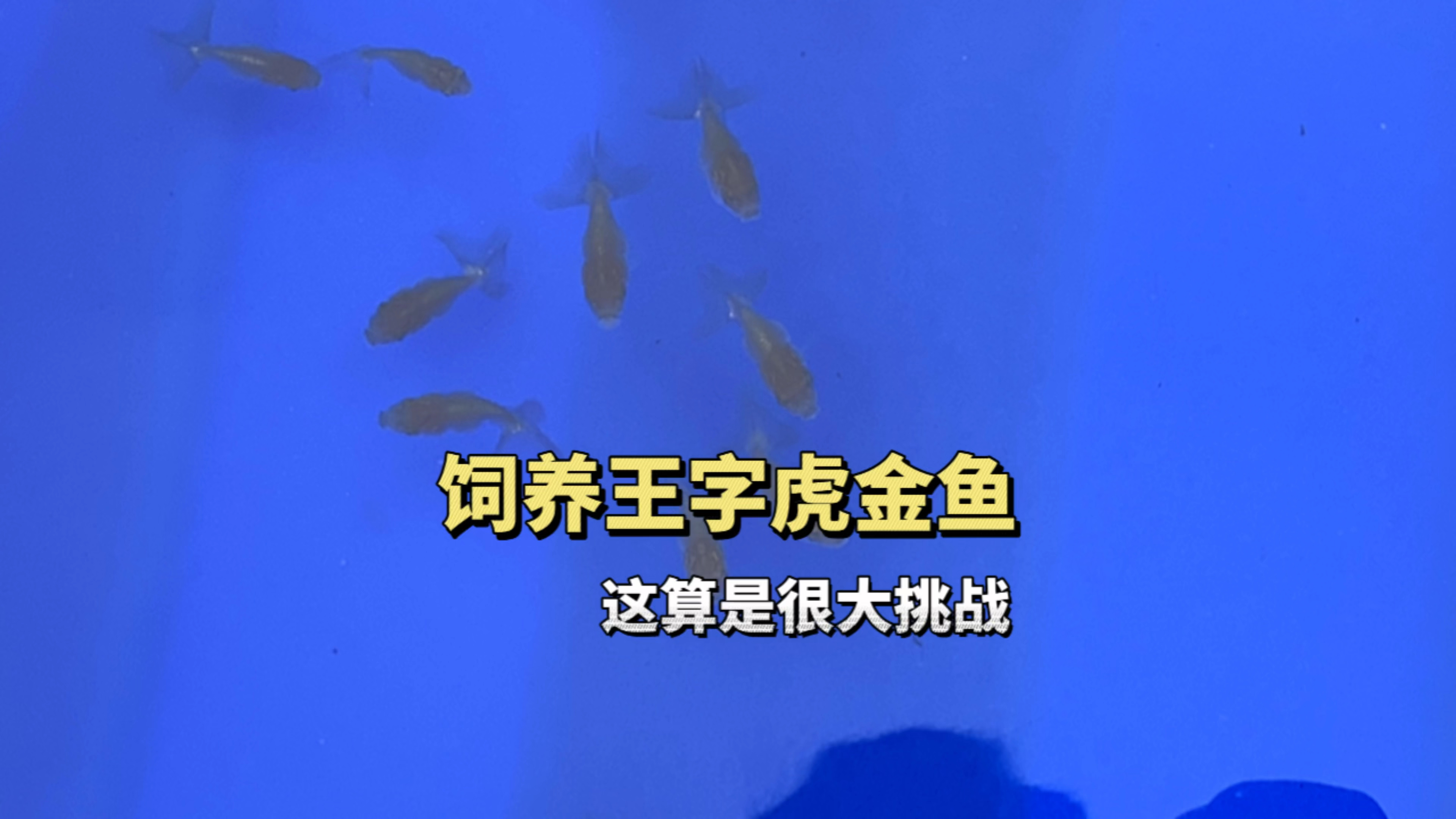 阿正终于饲养王字虎金鱼了,会不会把王字养成土字