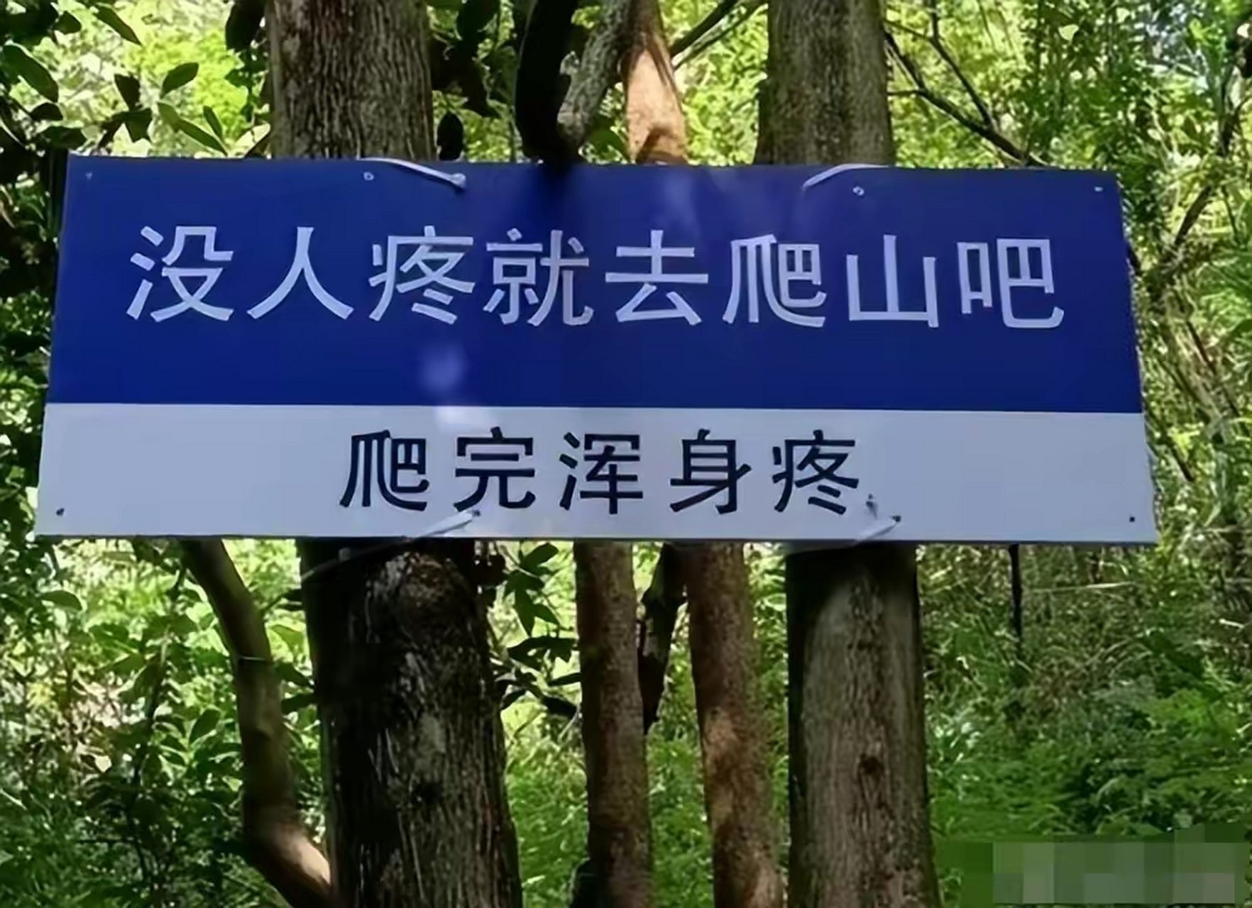 没人疼就去爬山吧,爬完浑身疼[捂脸][大笑]