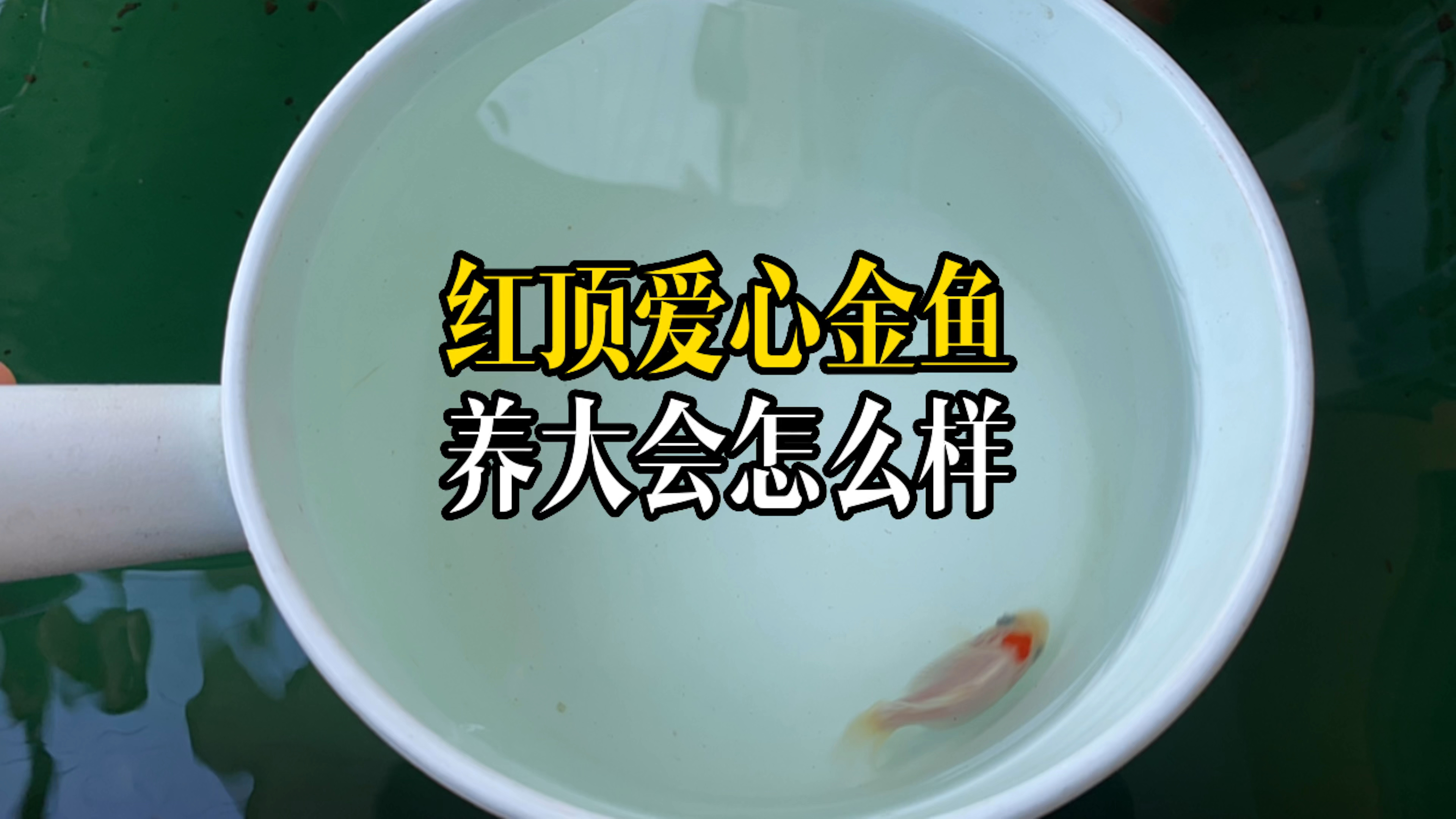 红顶爱心金鱼养大会怎么样?次品鱼摆地摊送小朋友