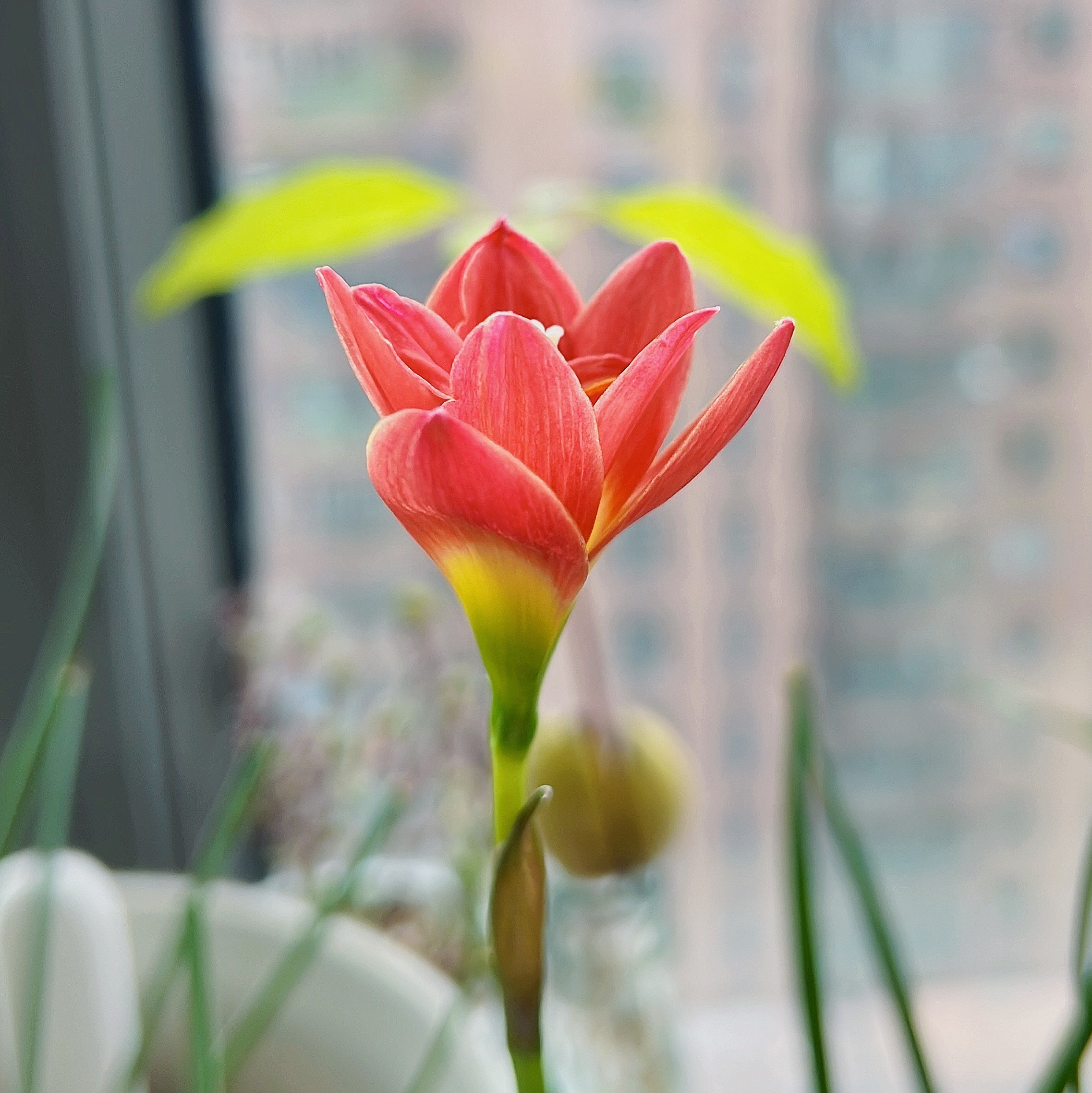 重瓣风雨兰,秋日的"拉风"