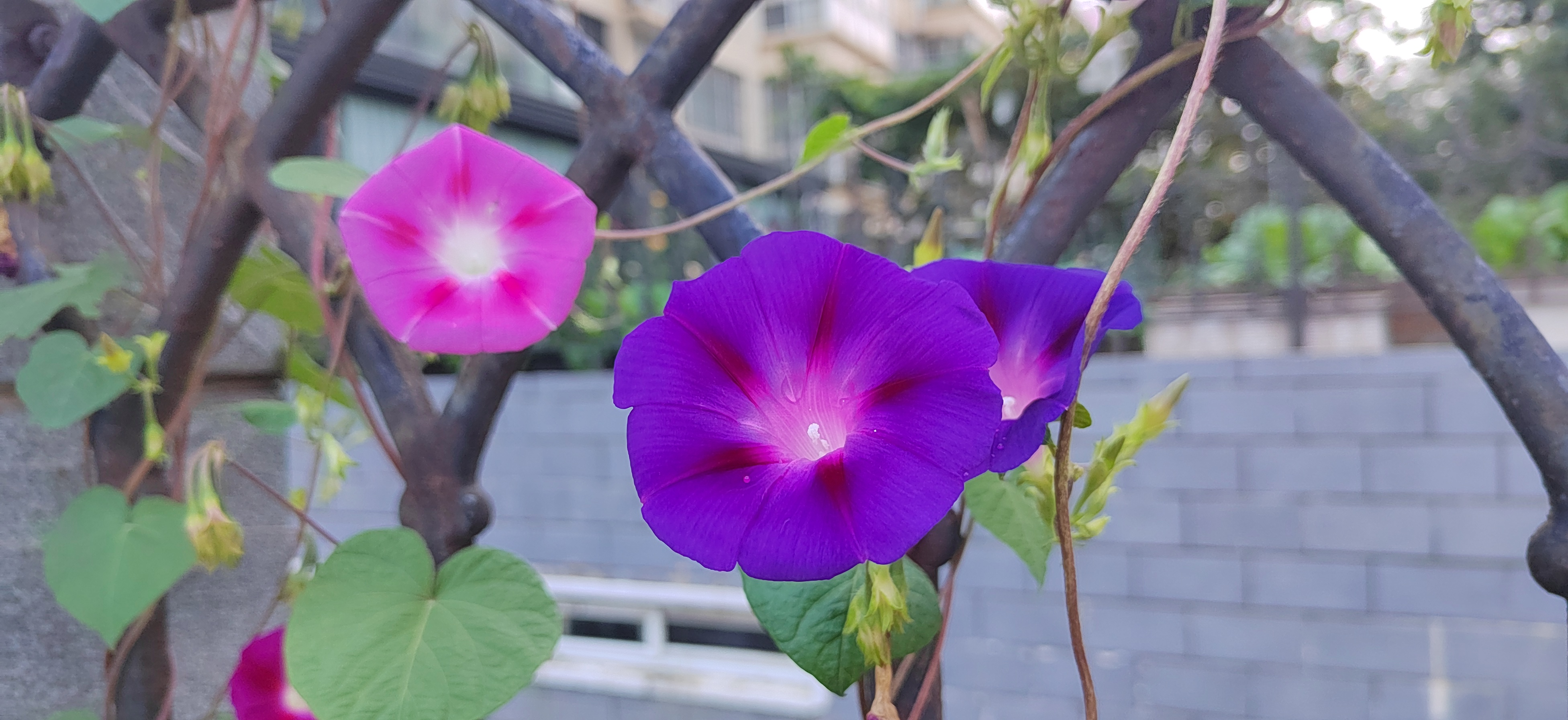 雨后的牵牛花0918