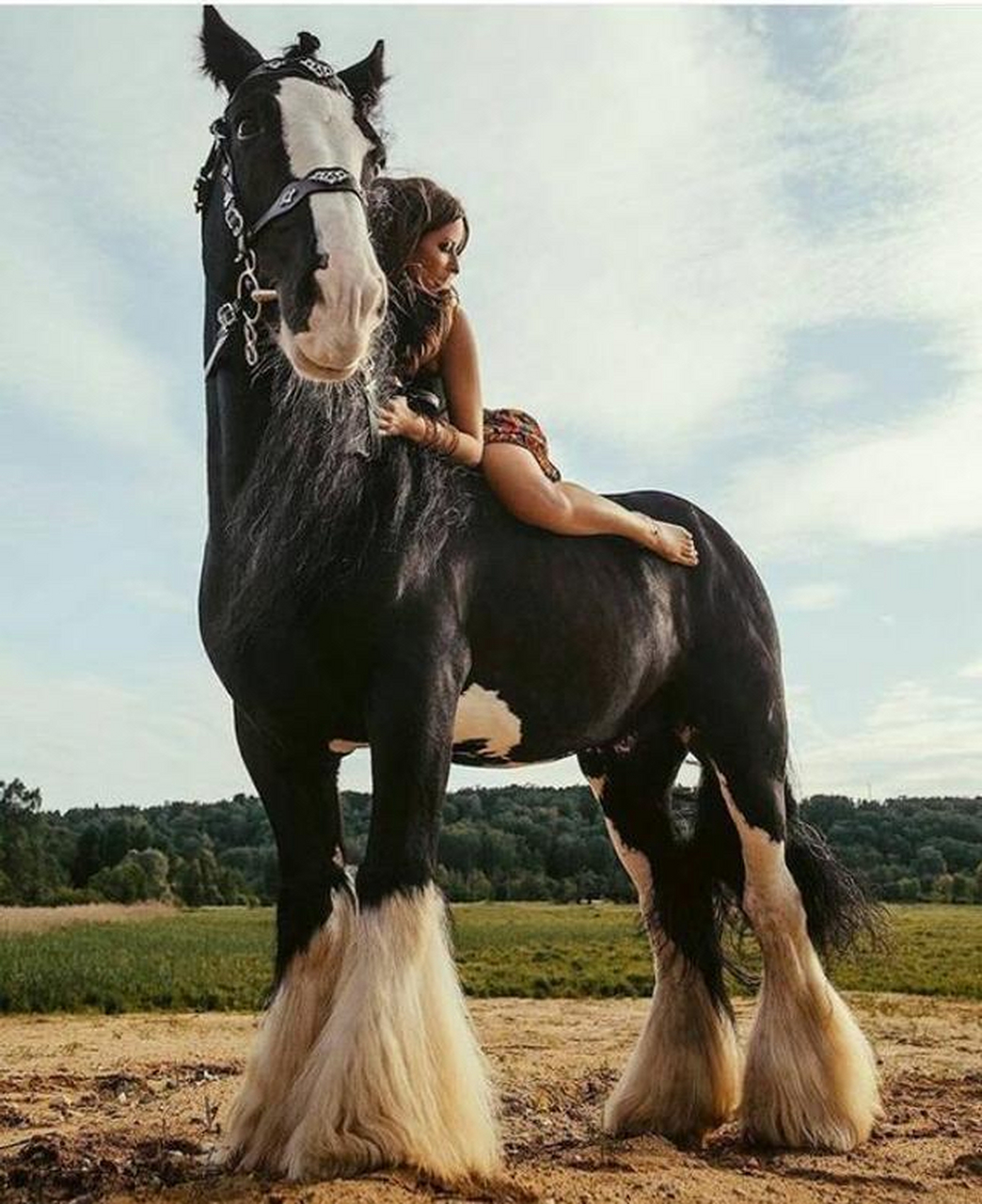 一匹马全身照片图片