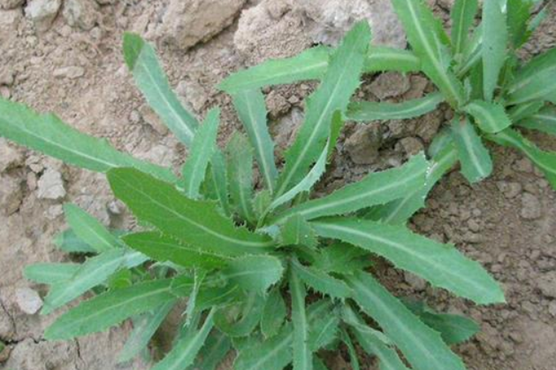 2,苦菜 在我国的很多地区其实都是有苦菜的,它又叫做取麻菜或苣荬菜