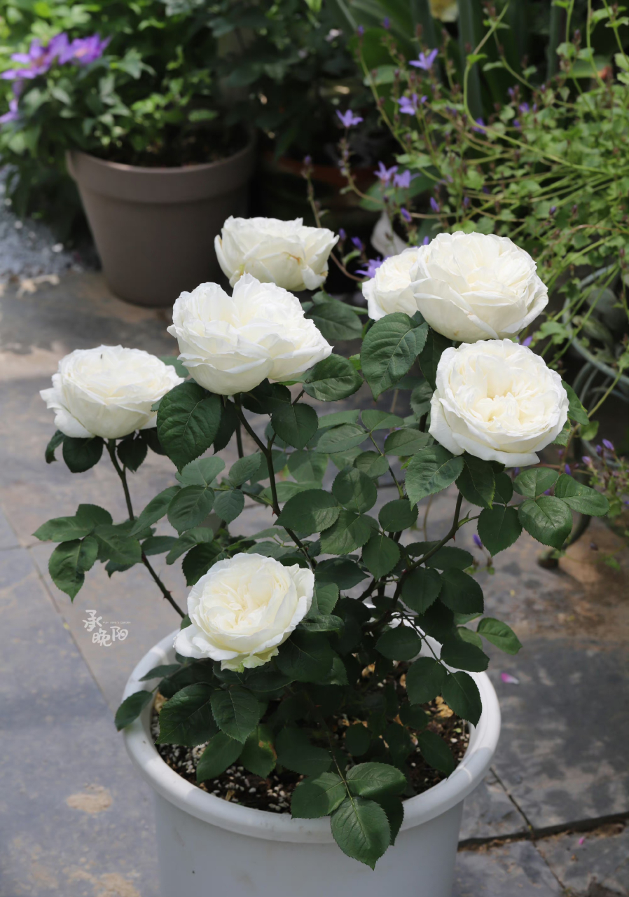 白色系大花品种推荐——伊芙·婚礼之路 目前最爱的白色系灌木切花