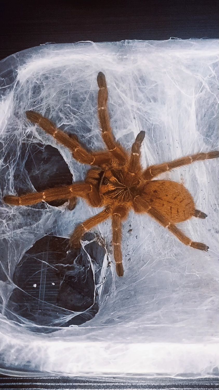 非洲橙巴布,皮实好养的品种,闪现暴走脾气与毒素非常之大,饲养者一样