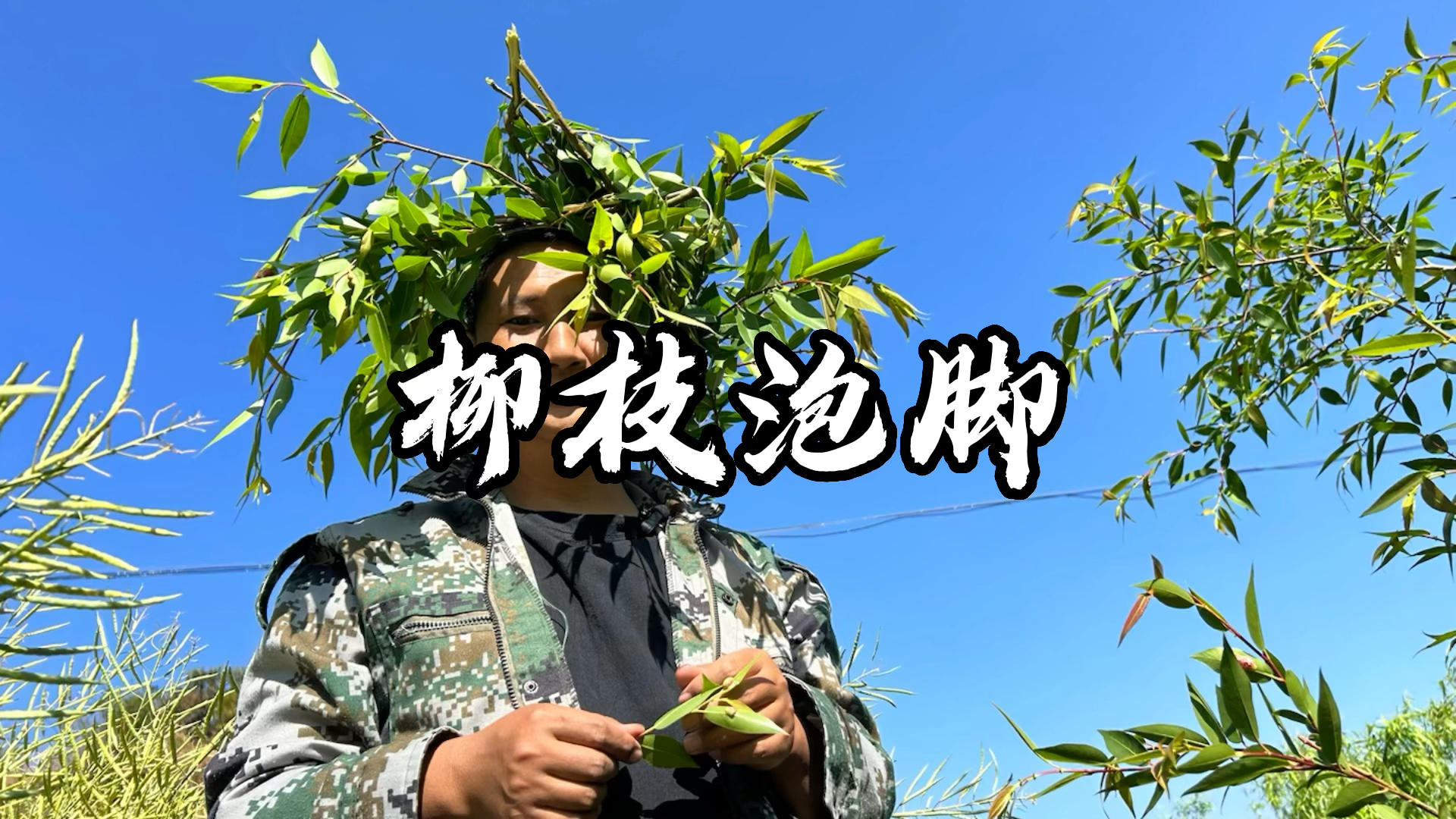 新鲜的柳树枝煮水泡脚,作用真不小,解决了很多人的烦恼,快来看