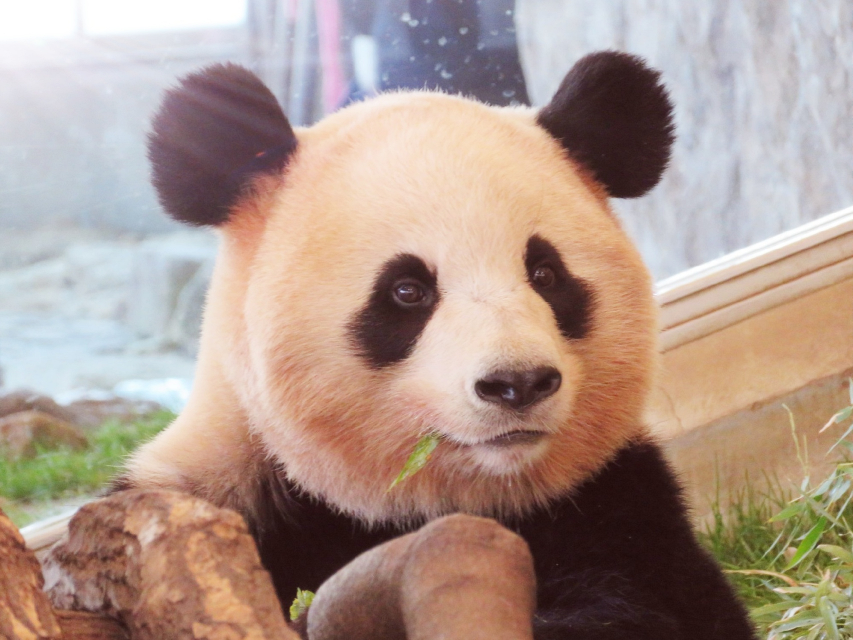 大熊猫# 有着米奇耳朵的归国大熊猫"樱滨",是一只超有镜头感又匣抖