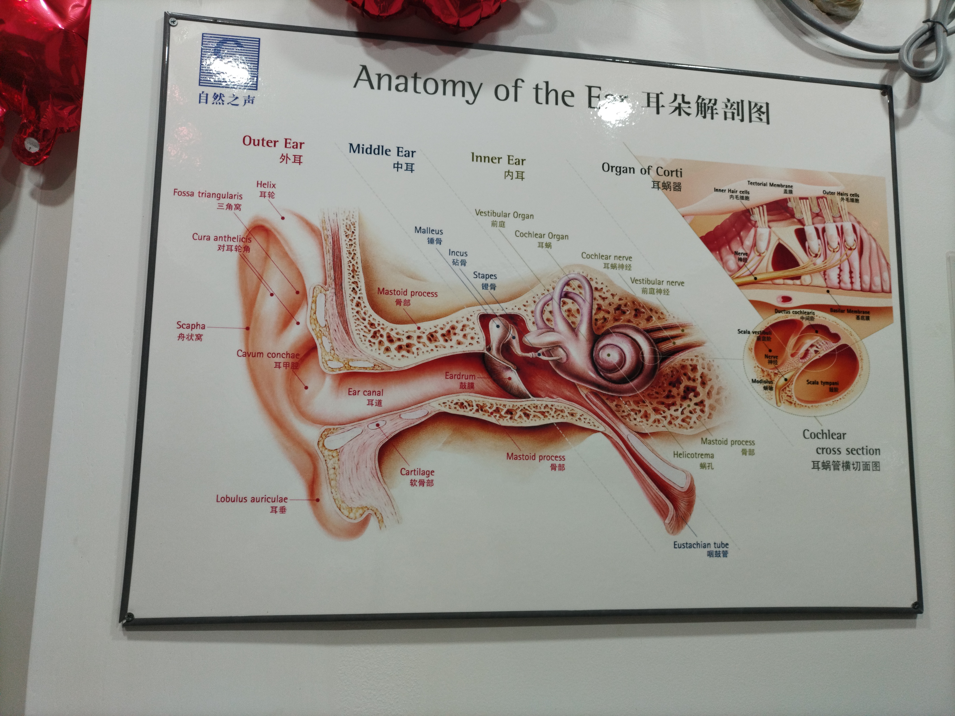 耳朵和大脑结构示意图图片