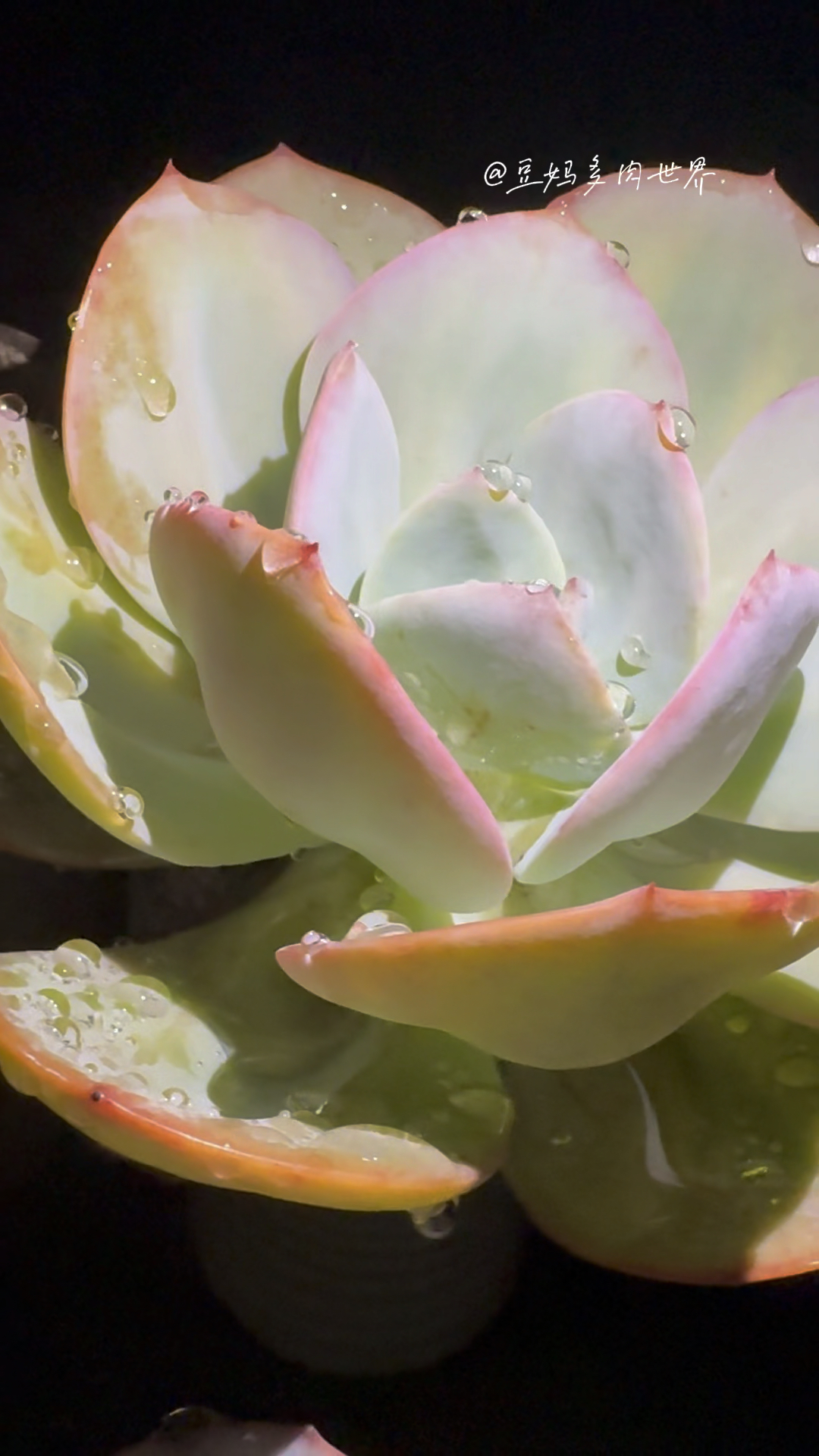 雨后,光影中的白凤