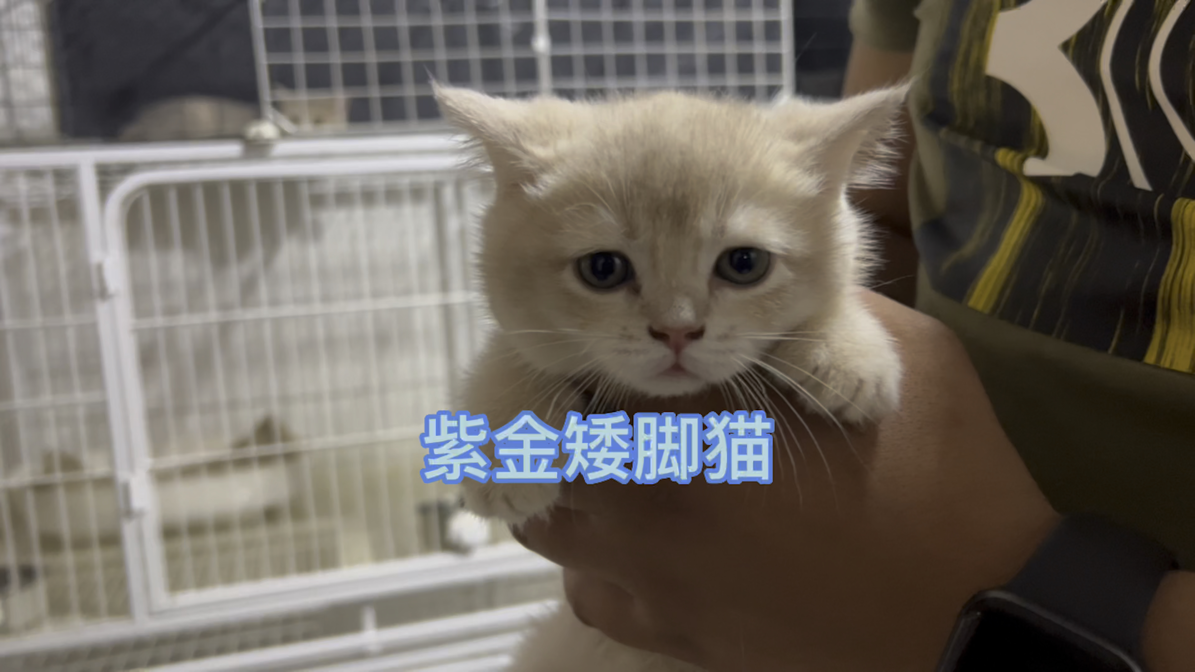 价值过万紫金矮脚猫是怎样繁育来的,养户超前繁育对得起这价格