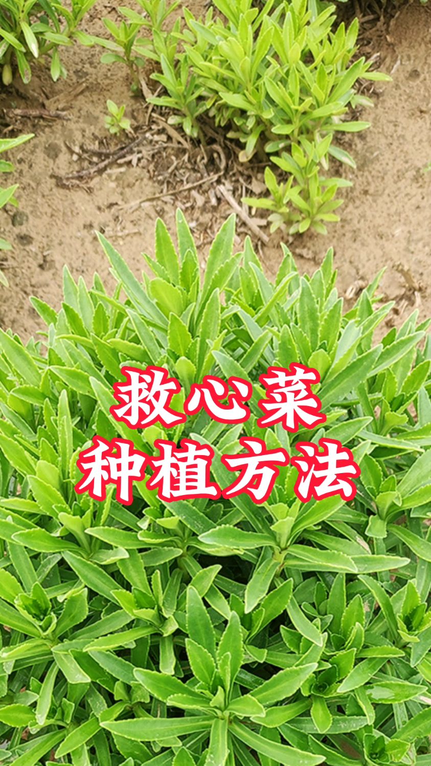 救心菜图片种植方法图片