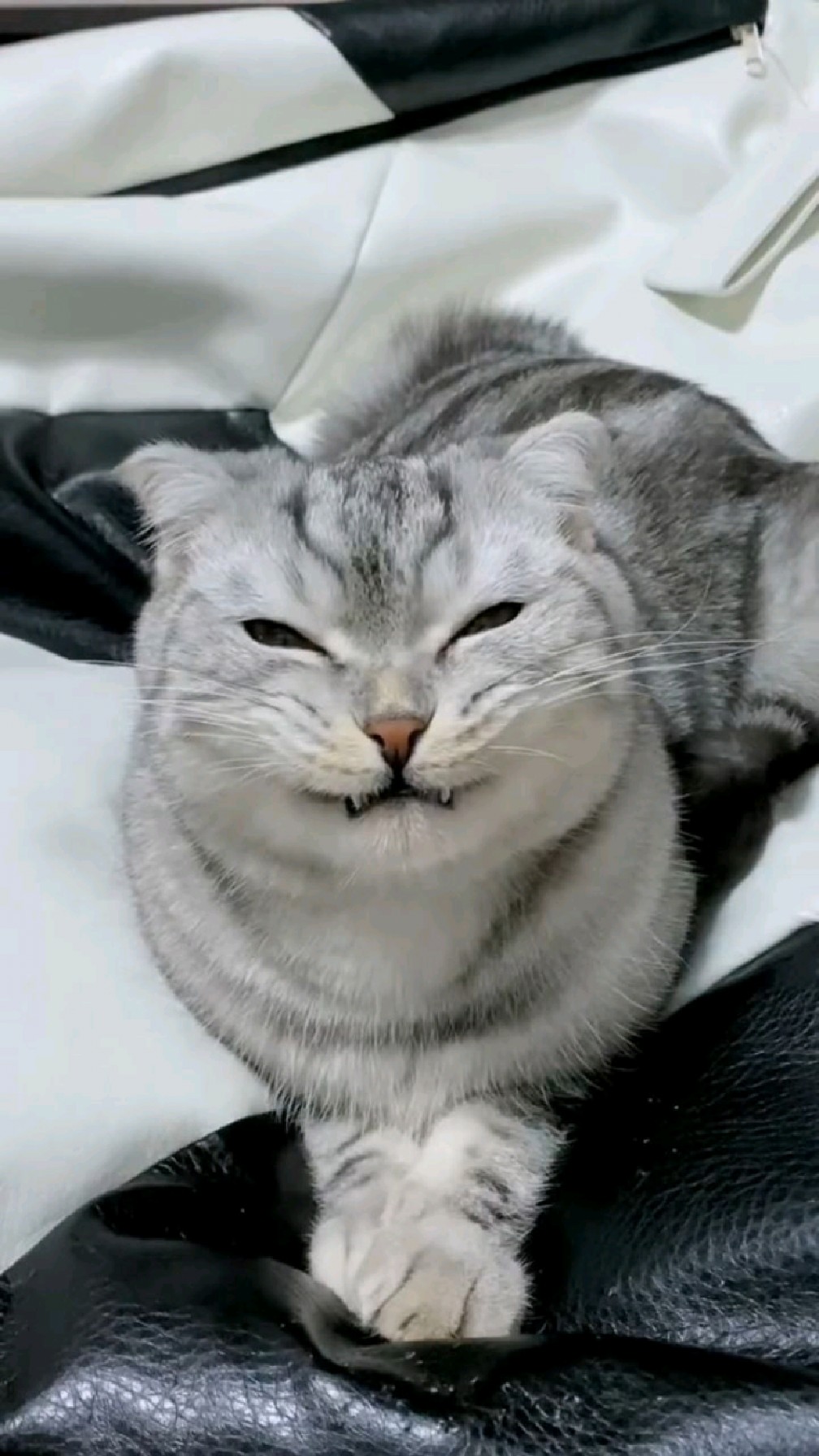 深刻演绎了猫咪贱兮兮的嘴脸