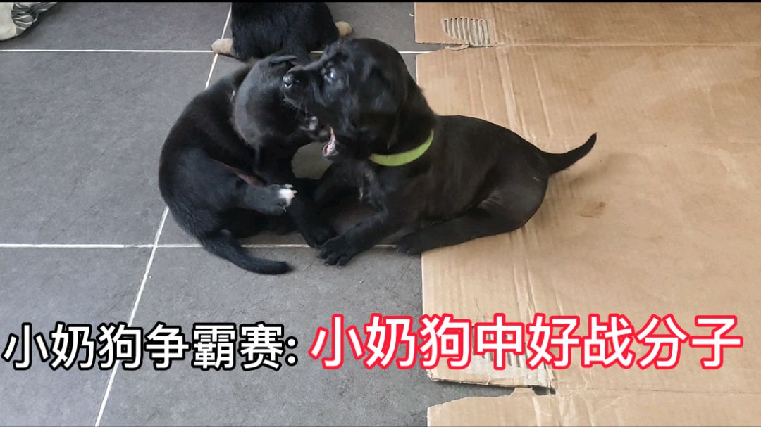 小奶狗争霸赛:小黑狗中的好战分子,是如何欺负它四个哥哥们的