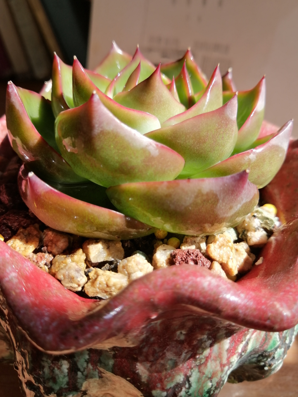 阳光是最真实的滤镜[心][心][鲜花][鲜花]图一惊鸿仙子,图二黄皮乌木