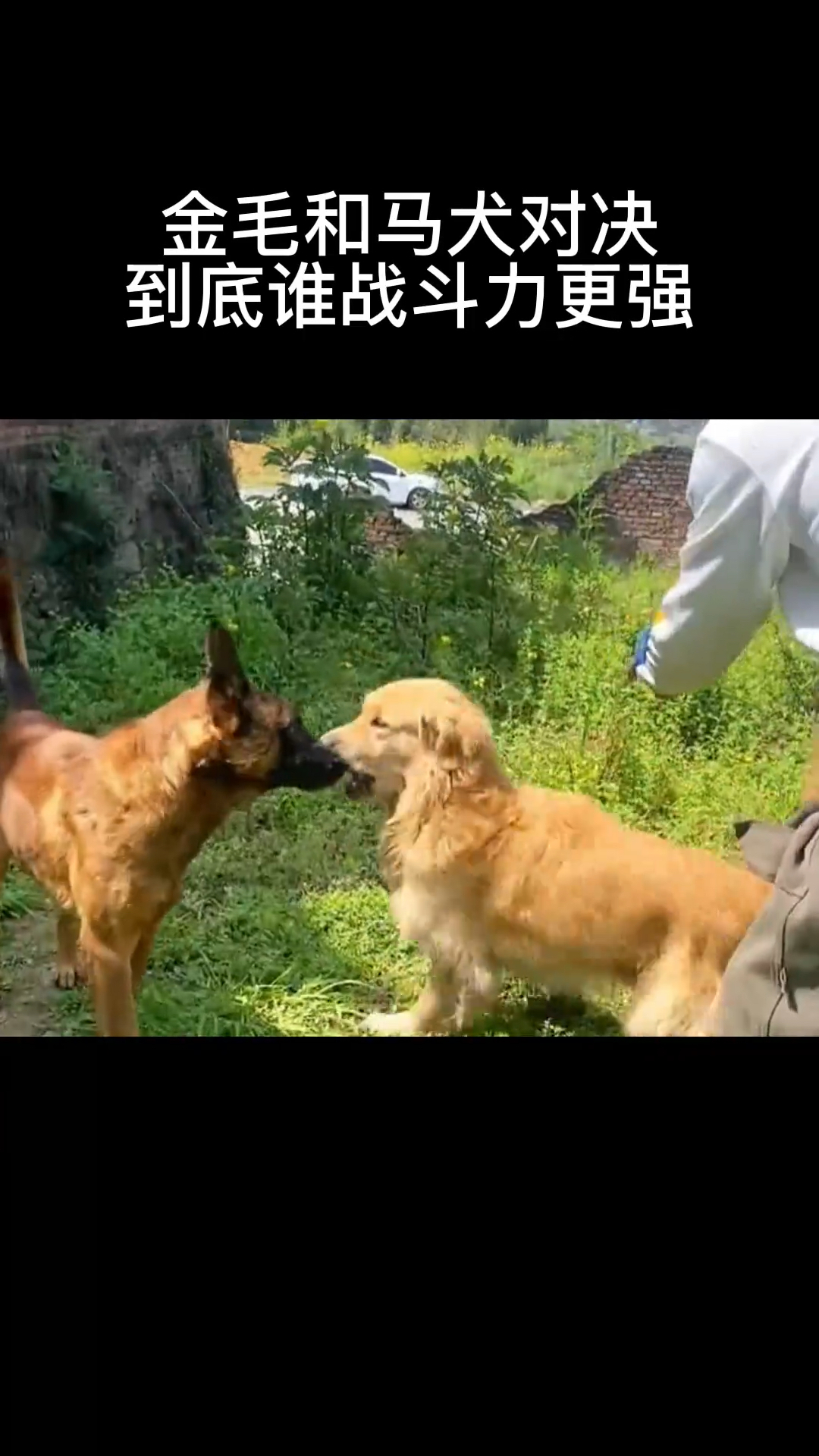 金毛跟马犬的杂交幼犬图片