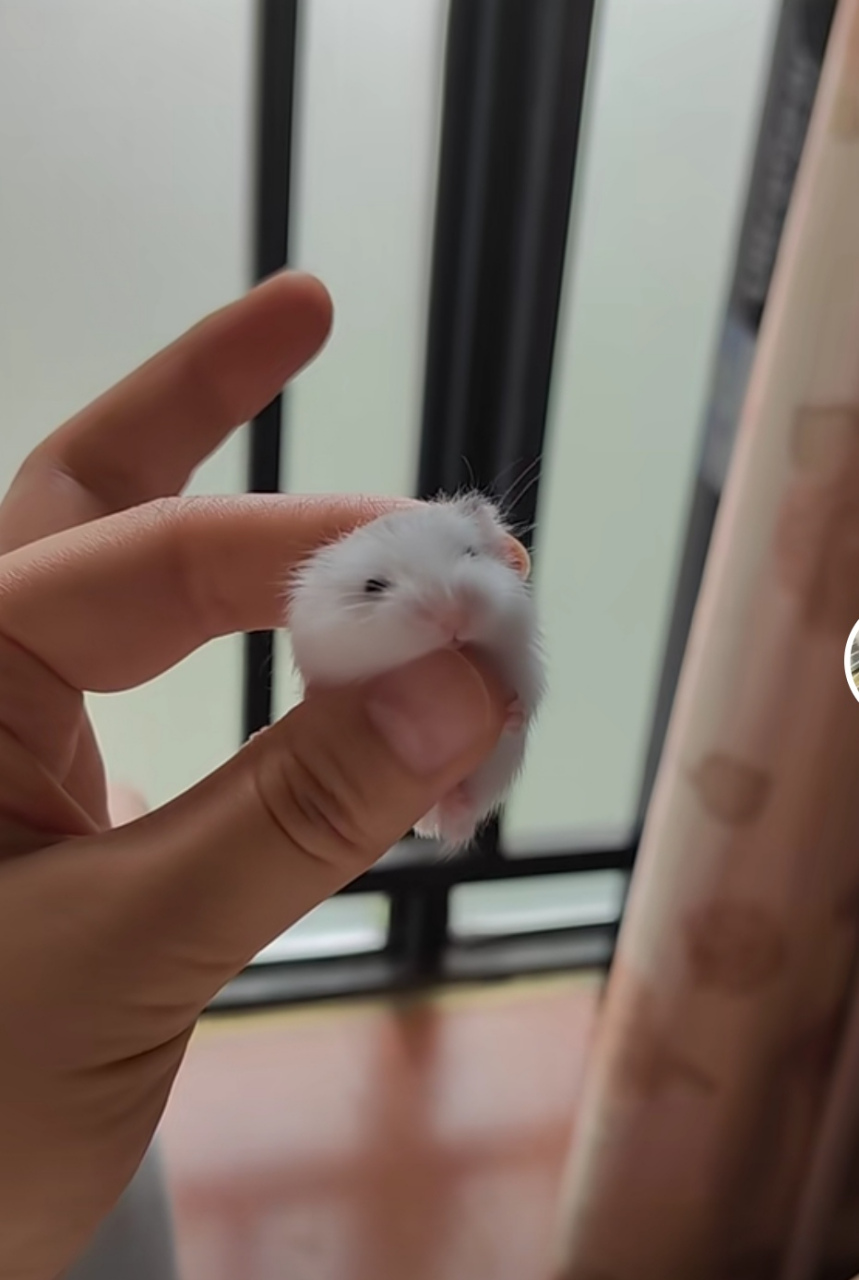 拇指仓鼠.哈哈哈哈