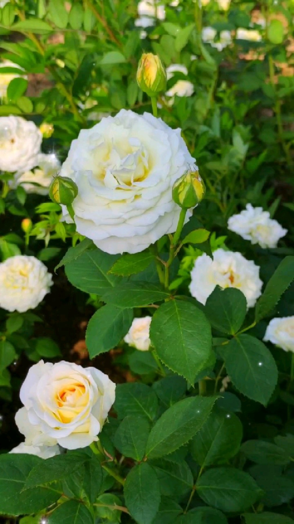 不常见的白色月季花