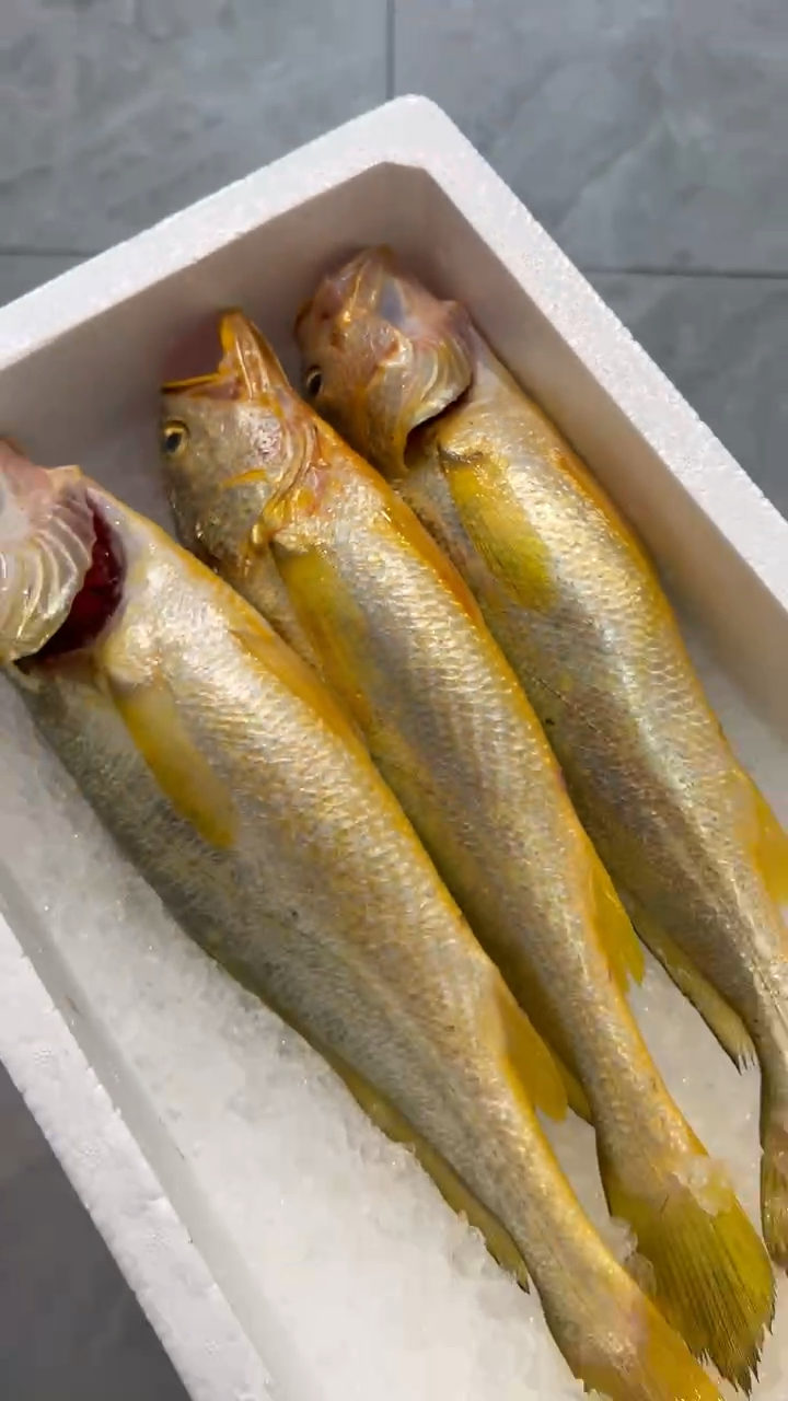 顶级野生大黄鱼3条6.6斤 太漂亮了.