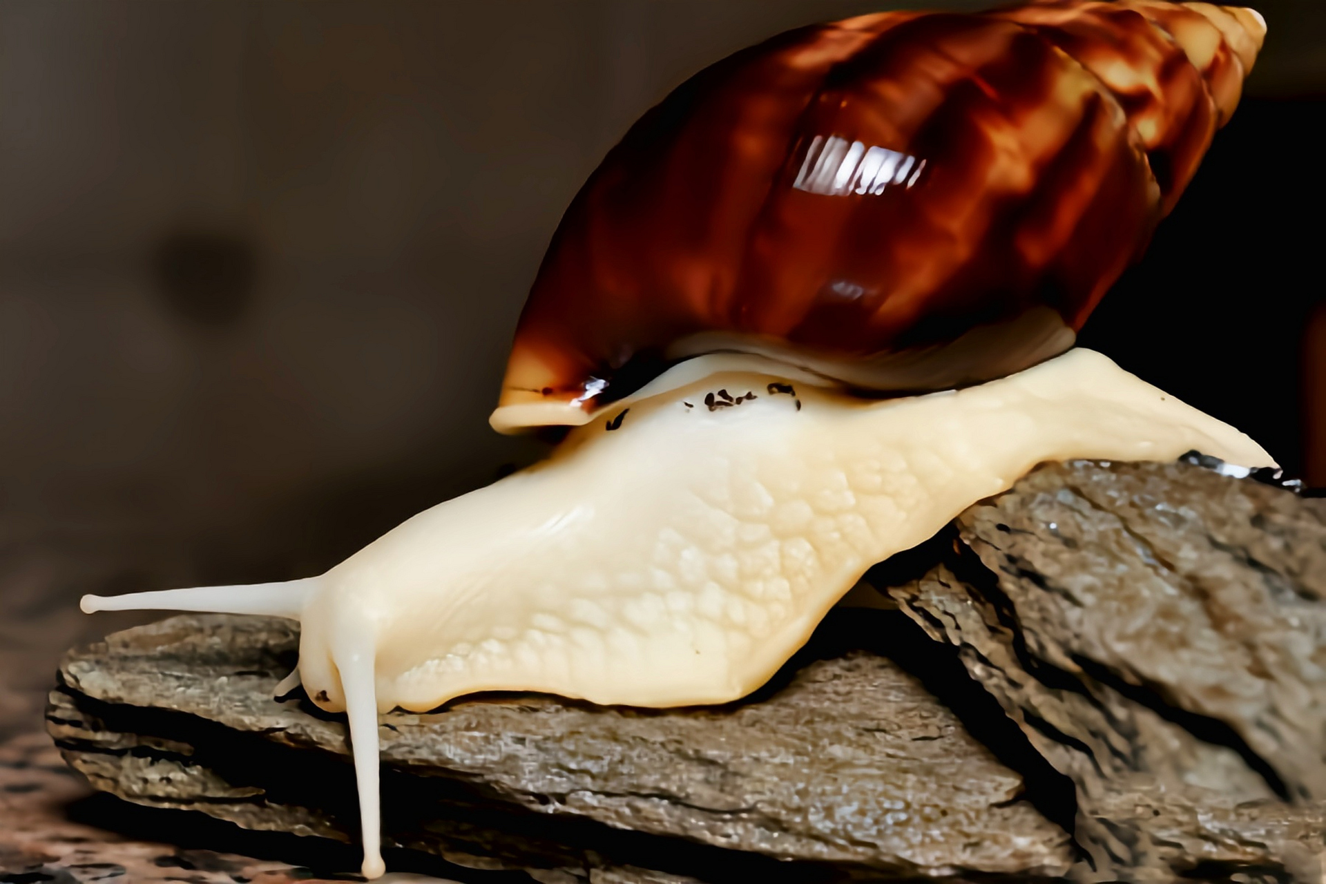 每天认识一种动物——白玉蜗牛 白玉蜗牛别名褐云玛瑙螺,中华白玉蜗牛