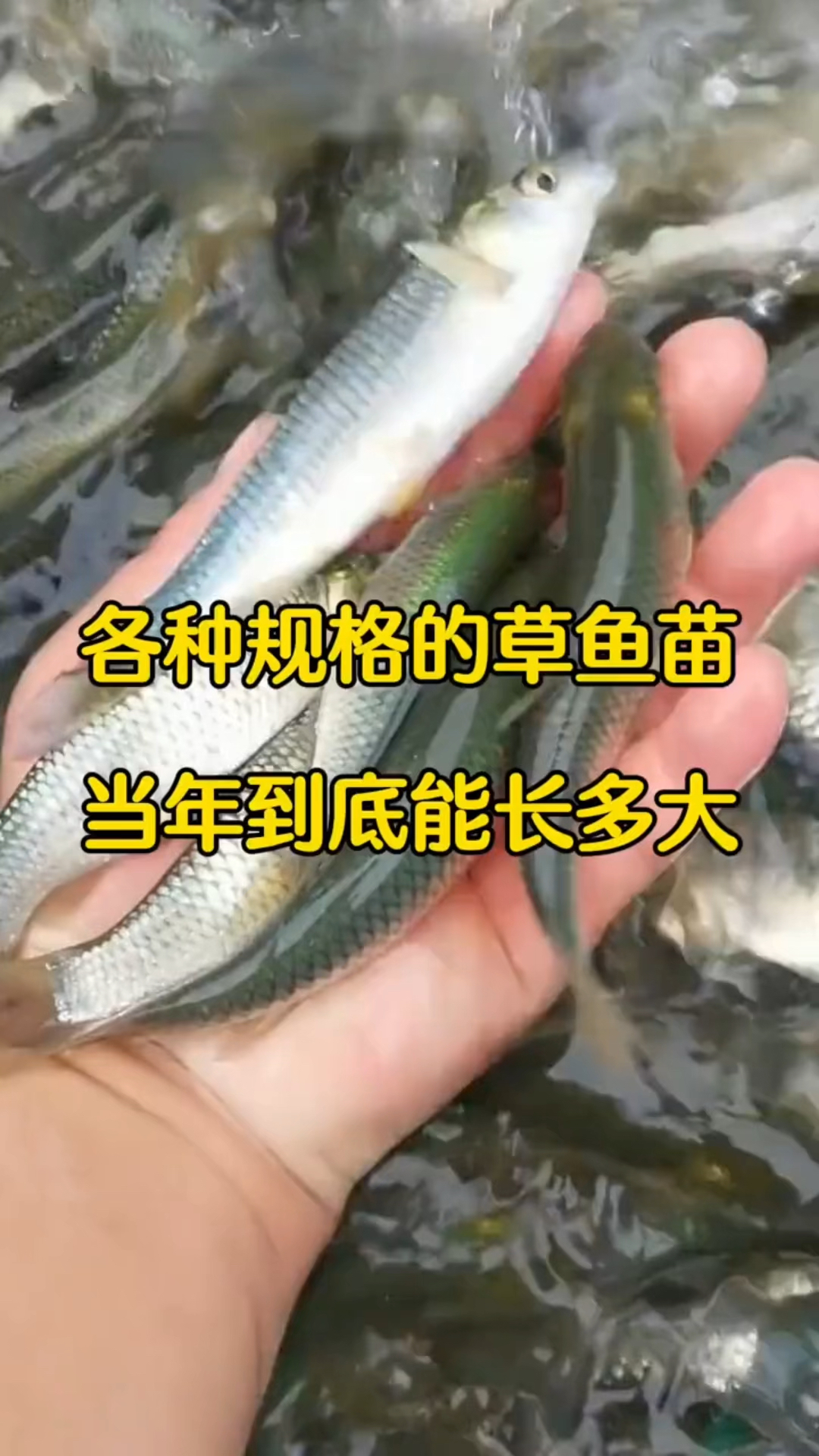 各种规格的草鱼苗当年能长多大呢?-度小视