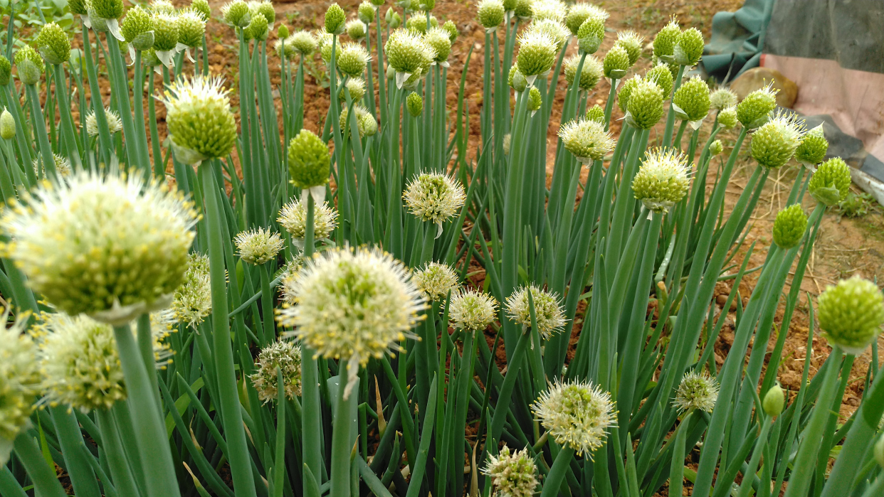 你认识葱吗?地里的葱开花了,看上去毛绒绒的样子!