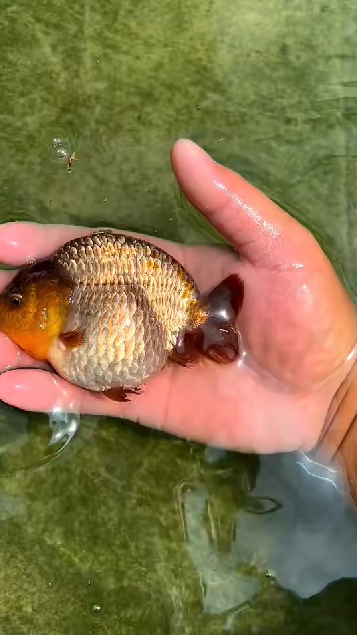 元宝体紫寿,精品兰寿