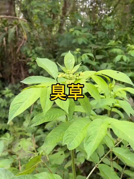 农村路旁随处可见的臭草,遇到了可以采点回家哟!