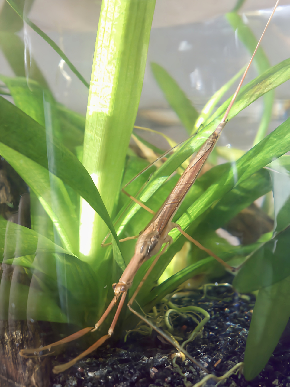 每天认识一种昆虫——水螳螂 水螳螂别名中华螳蝎蝽,它外形酷似螳螂但