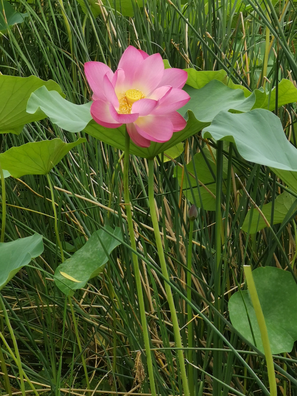 初秋北京护城河里的荷花 "生如夏花之绚烂, 死如秋叶之静美.