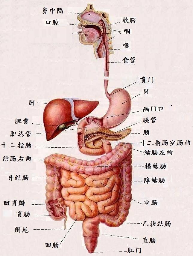 发烧为什么要调脾胃?