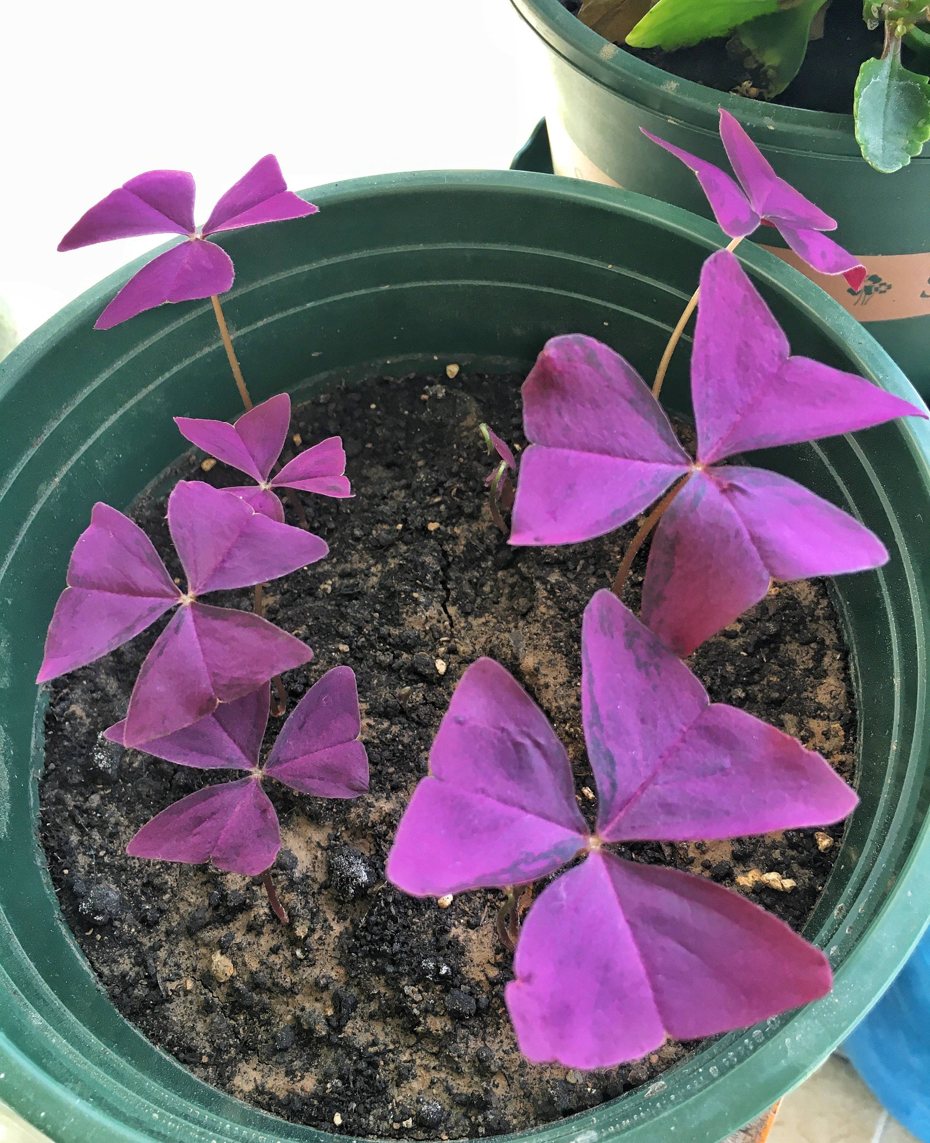 养紫叶酢浆草,一个种球放盆里,少浇水多晒太阳,很好养很漂亮