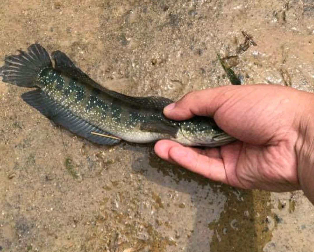 "镇井鱼"?江西老表从水井里抓到"彩色鱼",因放生惹争议