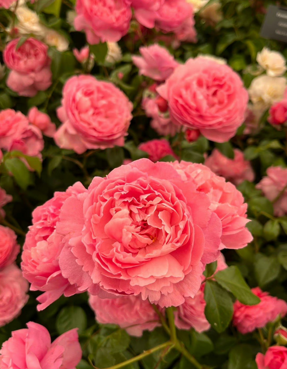 2023 da另一个新品种penelope lively 深粉,杯型,花朵中型大小,浓香