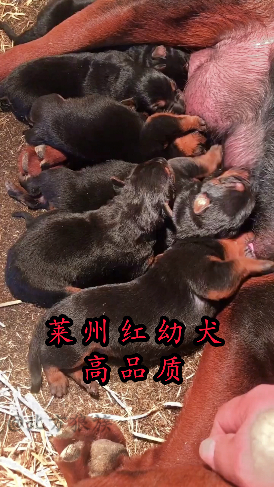 莱州红犬苏联红犬狼犬护卫犬伴侣犬大型犬