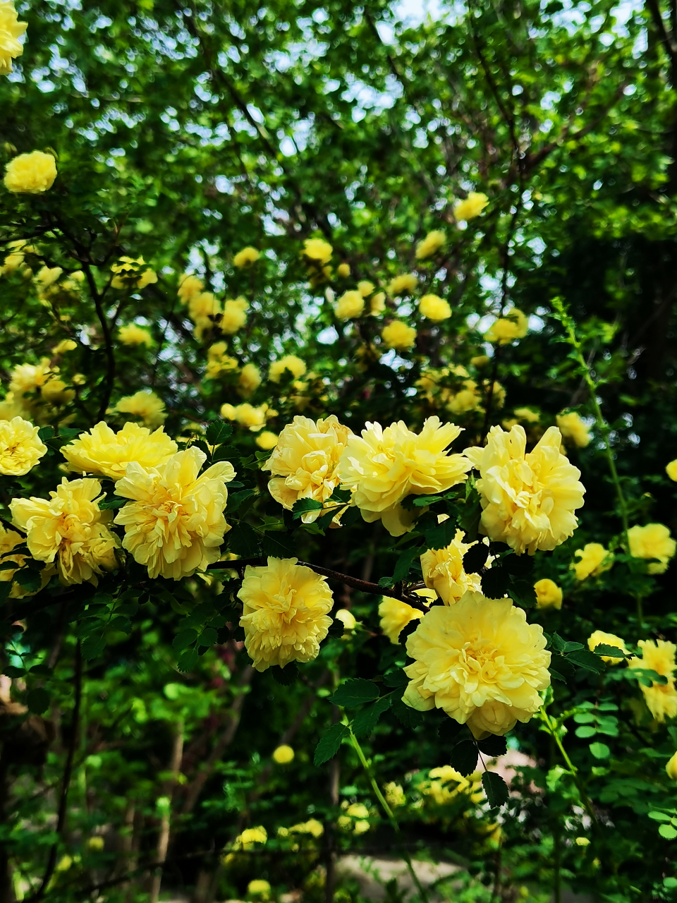 校园的这丛重瓣黄刺玫,位于东操场西侧,每当开放时,未走近就能闻到它