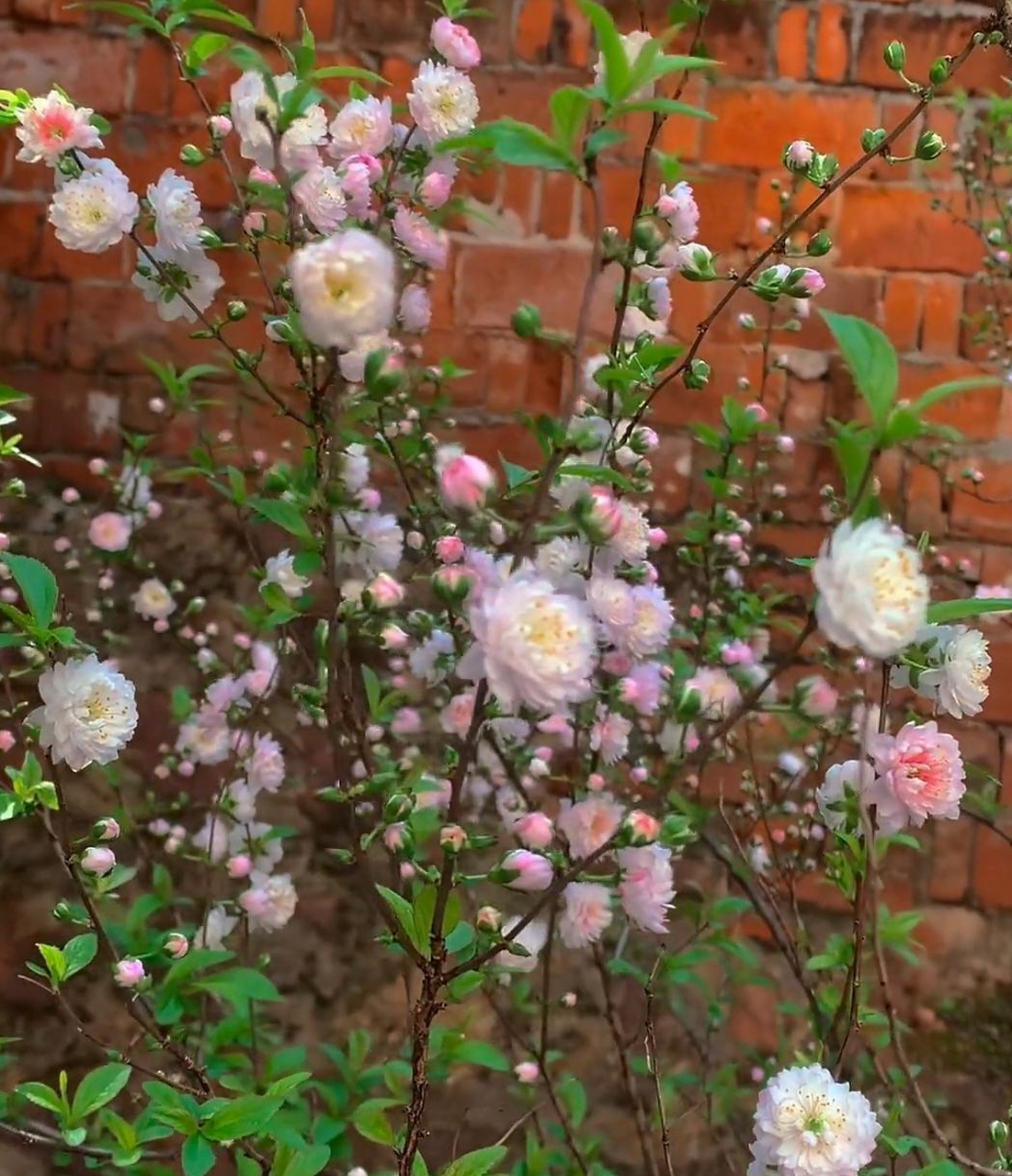这么漂亮的花,我居然不知道它的名字,真是白活了
