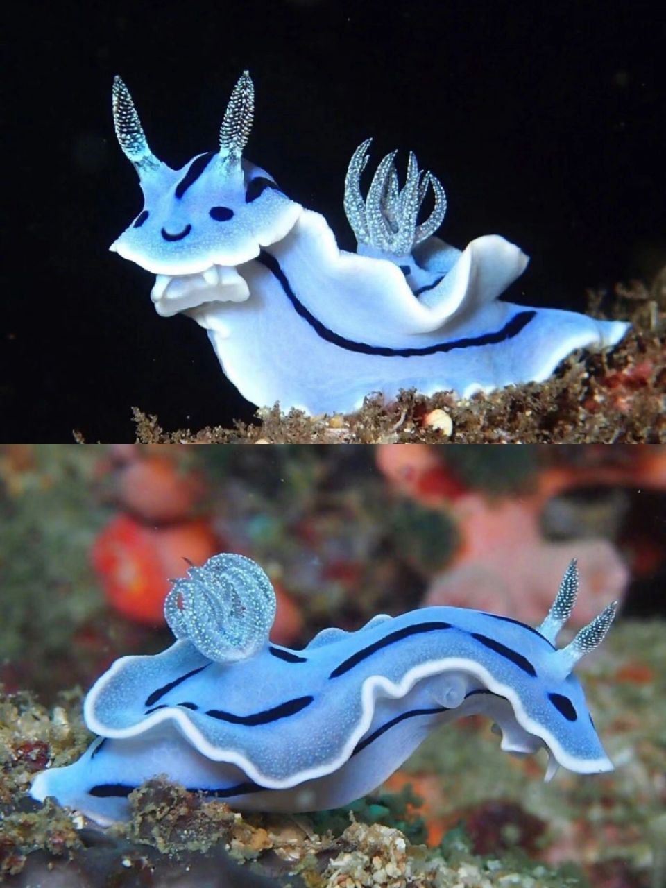 深海无界|每天认识一种海洋生物一威廉海兔  #浪漫生