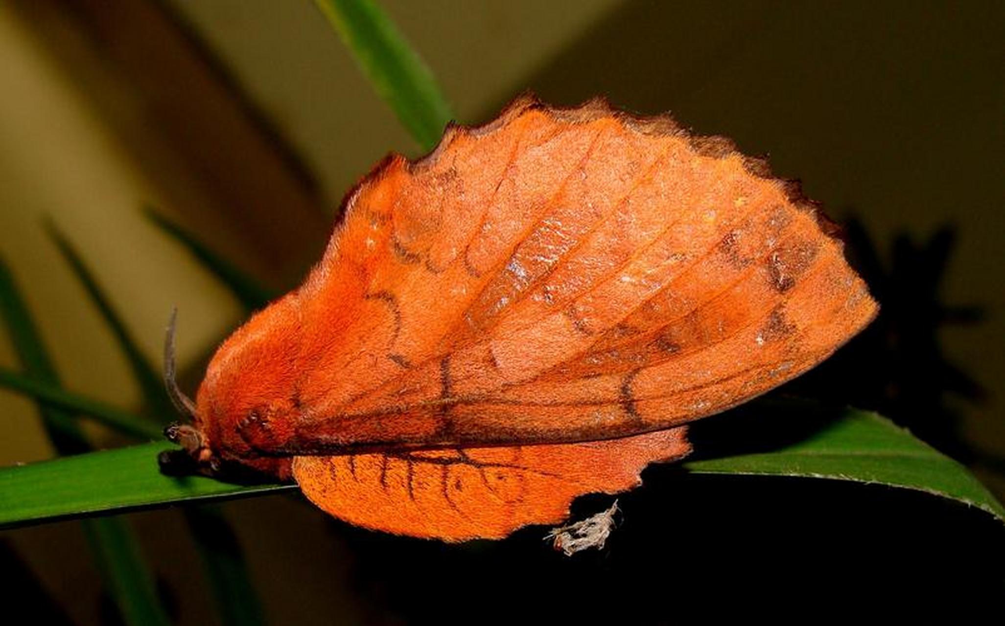 每天认识一种昆虫——杨褐枯叶蛾 杨褐枯叶蛾是枯叶蛾科昆虫,分布于