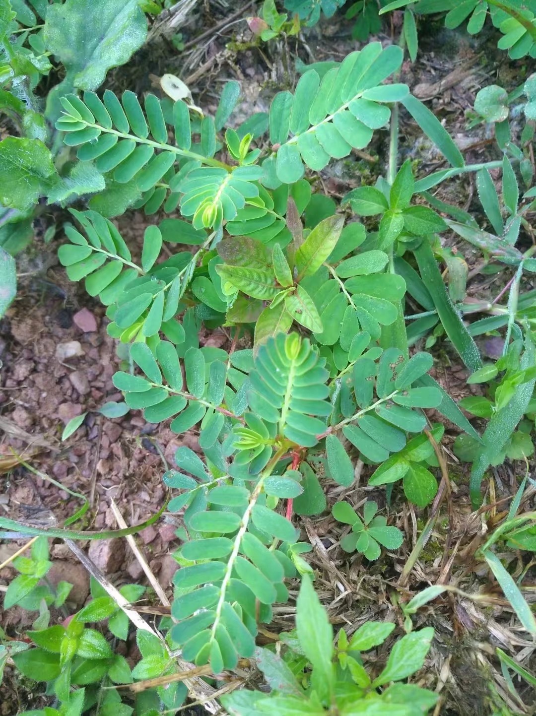 珍珠草功效主治药用图片