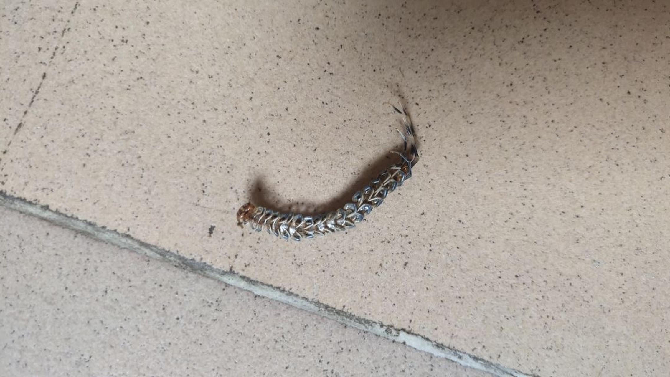 这是蜈蚣吗?怎么有尾巴?