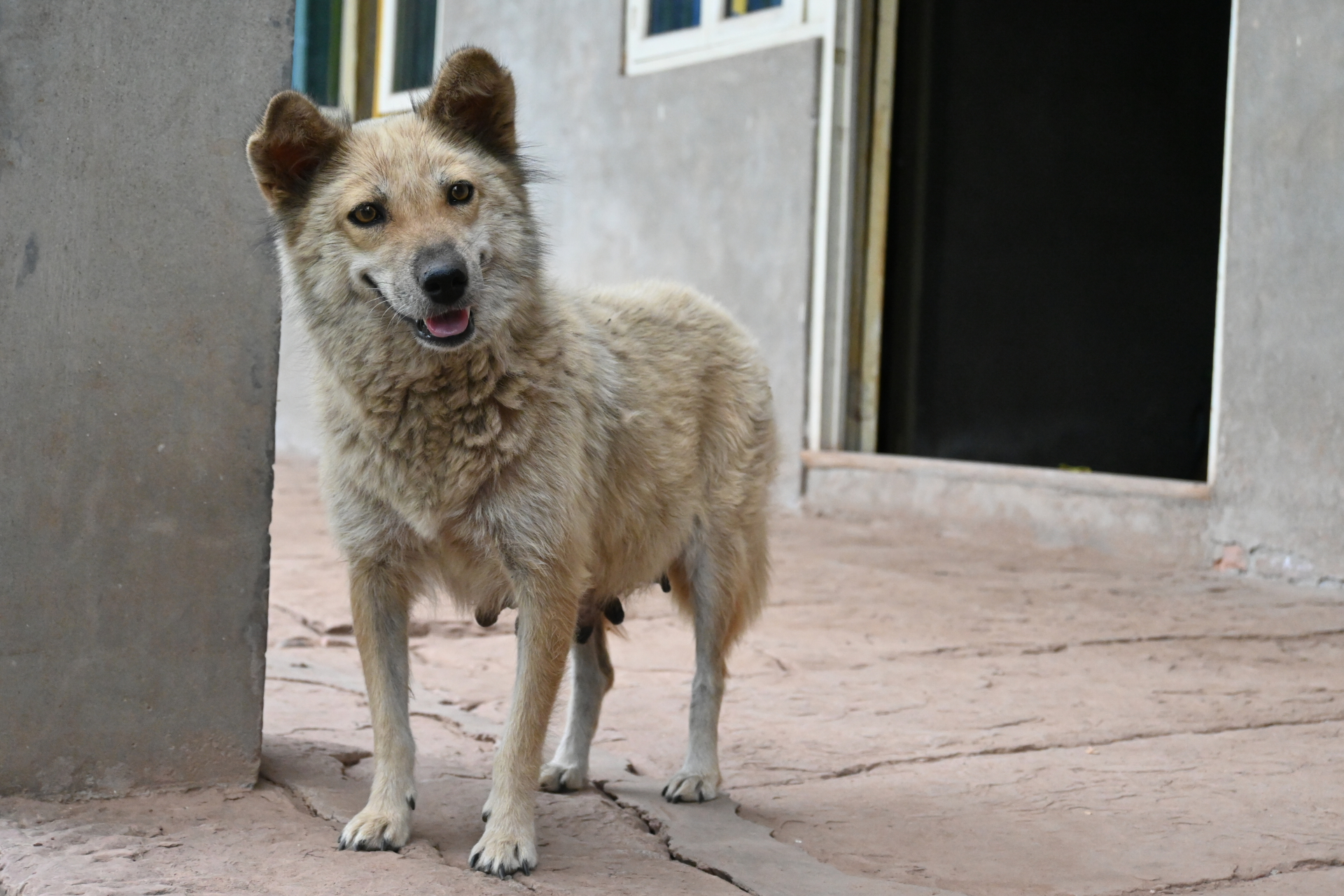 这只土狗,已经是老狗了,走路有点蹒跚.