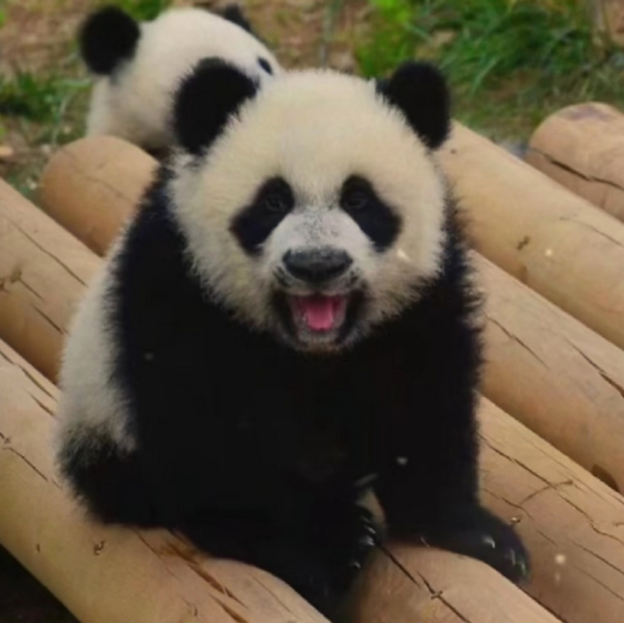 一眼就能记得住的熊熊——"珠口罩"秦华 [三哈] 是七仔和珠珠的宝宝呀