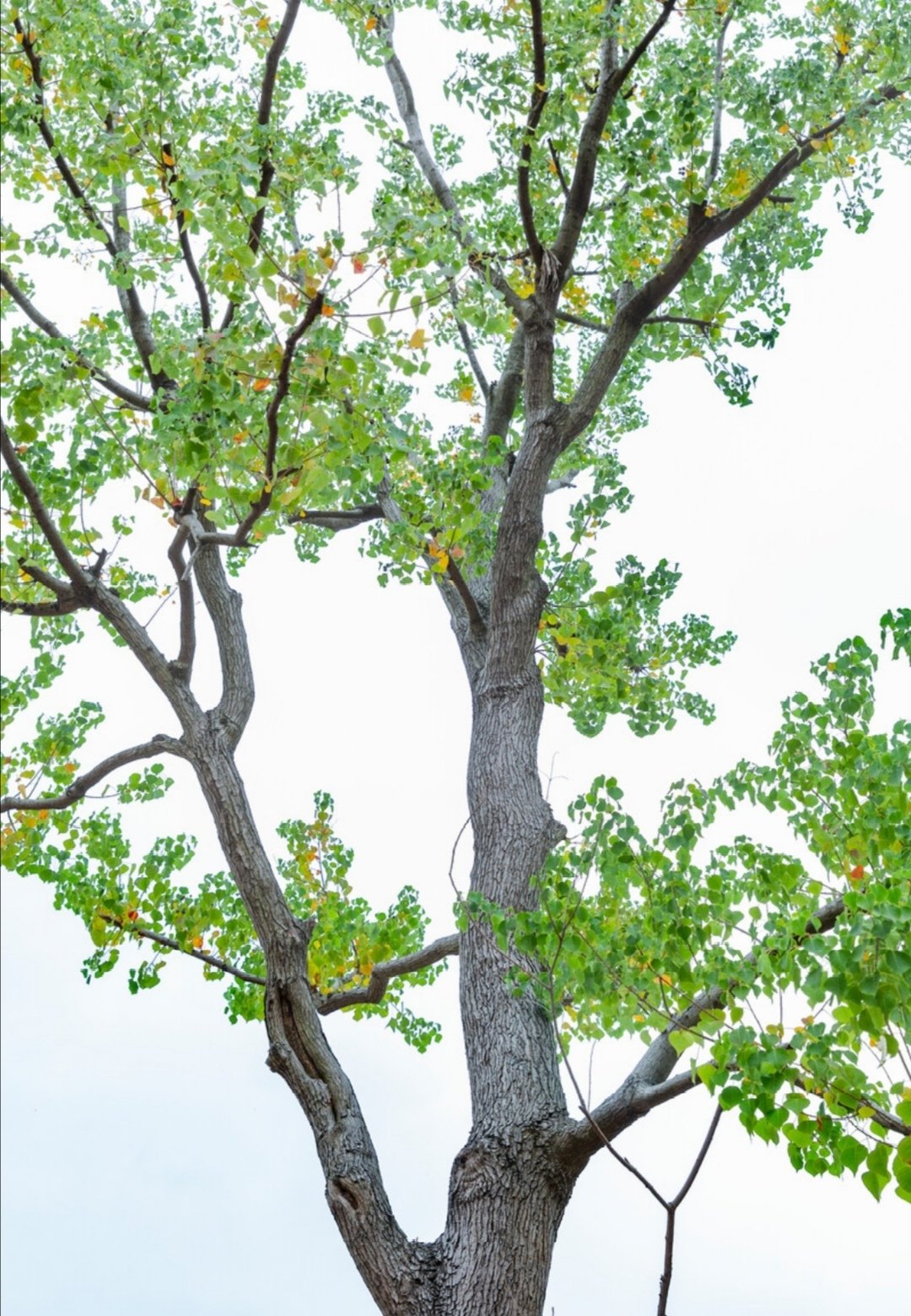 满院秋香一树风