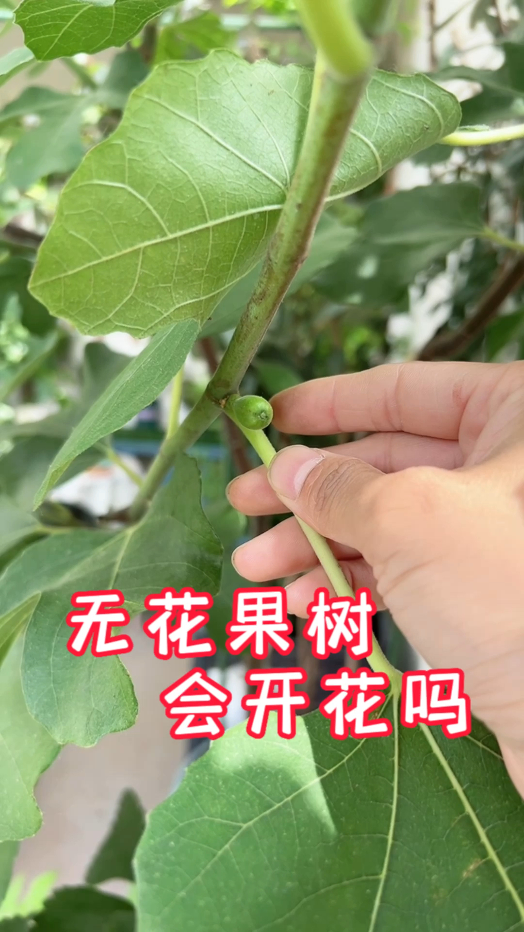 无花果树会开花吗