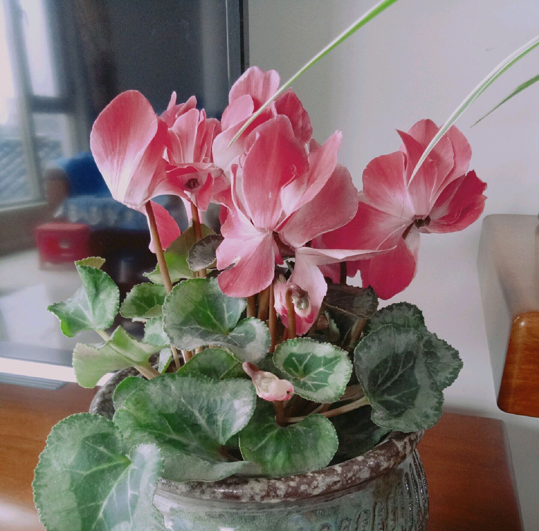 怎么确定仙客来是度夏休眠?摸一摸种球,仙客来度夏关键在浇水