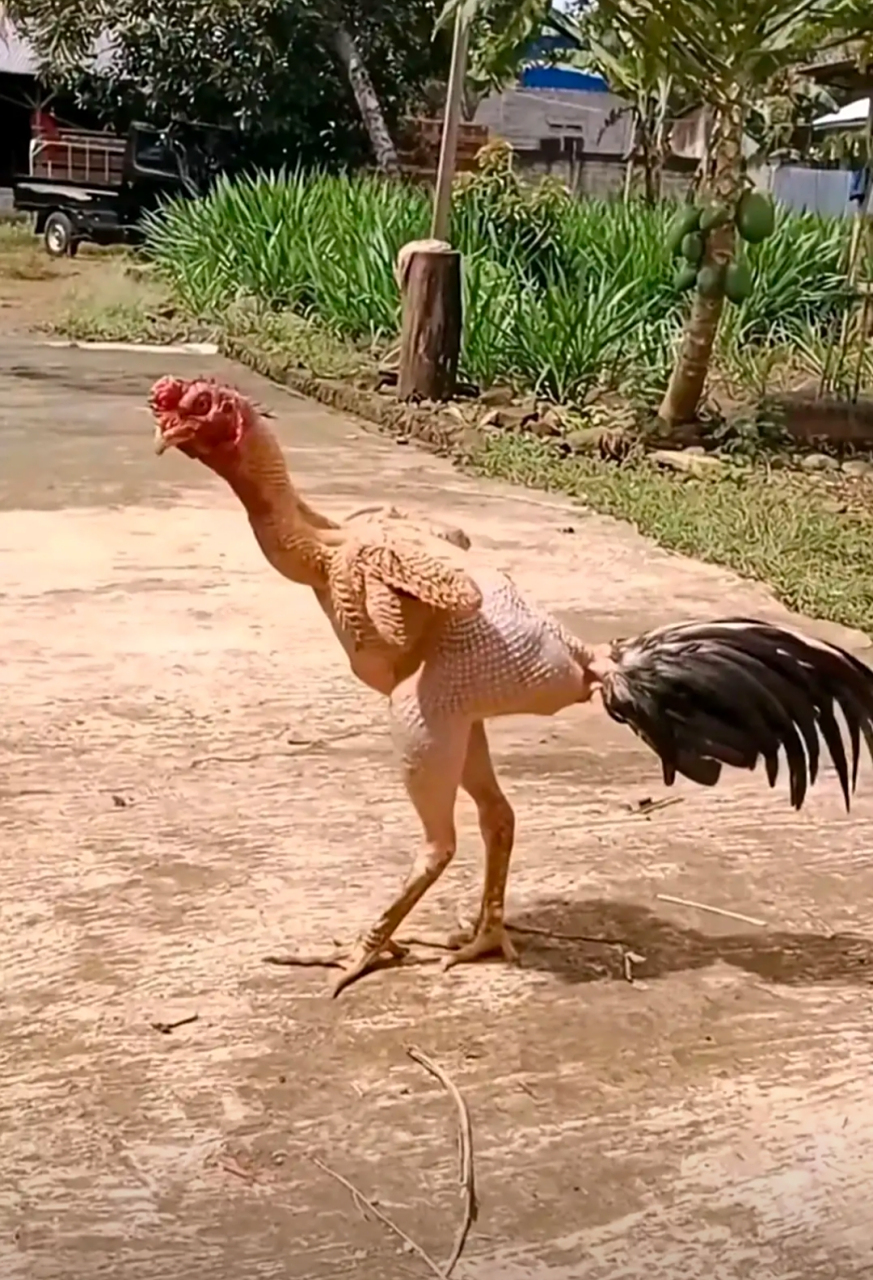 买下这只鸡,都不用拔毛了!